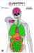 ACTION TARGET INC GS-ANATOMY-100 Anatomy Training Target Paper 23" x 35" Silhouette/Vitals Black/Gray/Green/Orange/Pink 100 Per - GSANATOMY100