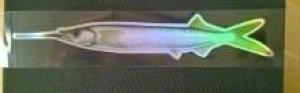 Fish Razr CustomZ Dredge ready Strip, Ballyhoo, 3.5' or 5' - FR214