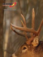 Eze-Scorer Whitetail Deer Target 23x35 Inch 100 Per Package - 37483