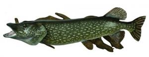 Driftwood Fish Replicas - NPK45.5-DW