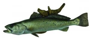 Fish Replica on Driftwood - TSP25.0-DW