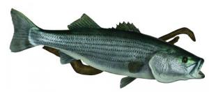 Fish Replica on Driftwood - BST46.5-DW