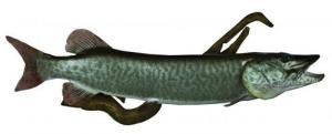 Fish Replica on Driftwood - MUS49.0-DW