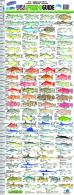 AFN Gulf Fish ID Ruler - AC5017