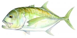 Fish Decals - ST007