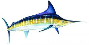 Fish Decals - ST015