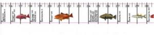Fish Ruler Decal With State Regulations - FS50TX