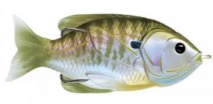 LIVETARGET Sunfish Hollow Body Natural/Olive Bluegill - SFH90T550