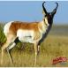 DuraMesh Archery Target Antelope 25 in. x 32 in. - DM201